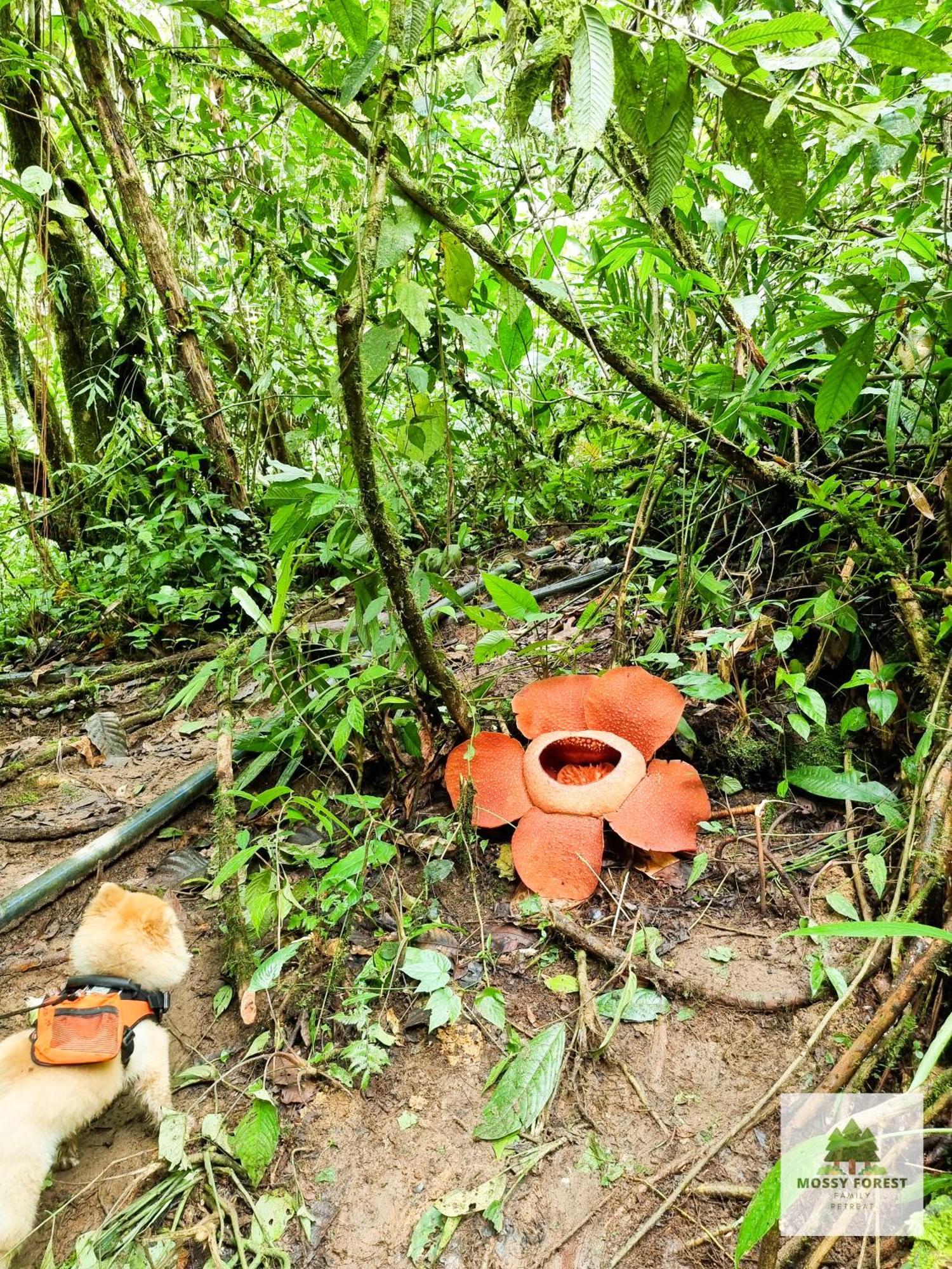 Mossy Forest Family Retreat V, Kea Farm, 2-8 Guests, Keafarm, Pangsapuri *