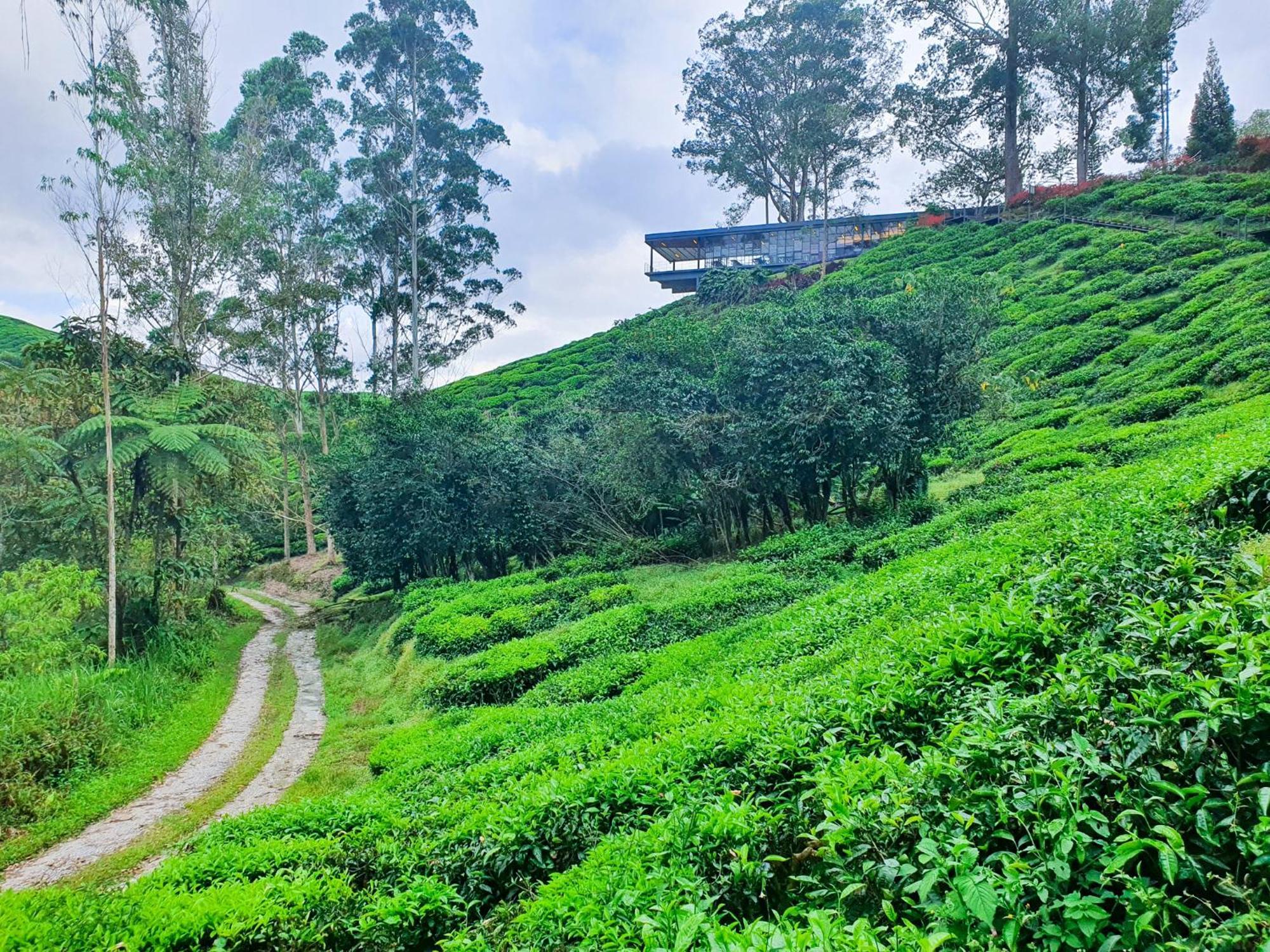 Mossy Forest Family Retreat V, Kea Farm, 2-8 Guests, Keafarm, Cameron Highlands